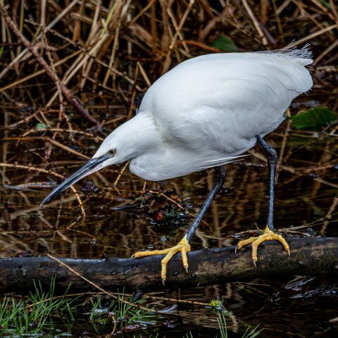 Little Egret-15