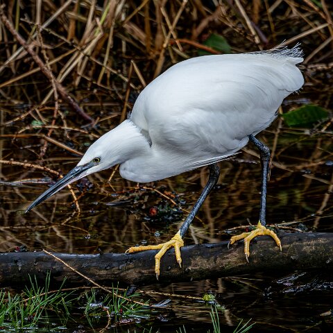 Little Egret-16