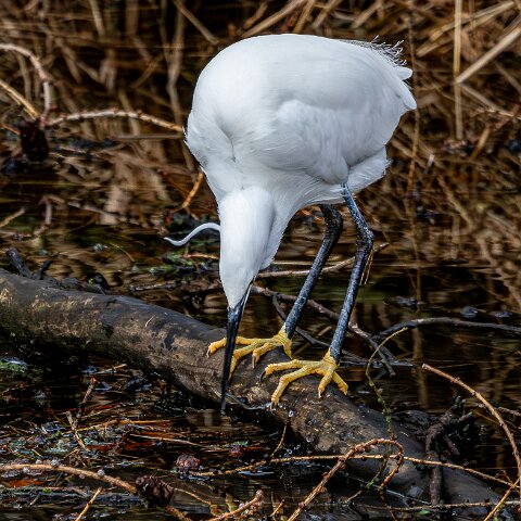Little Egret-17