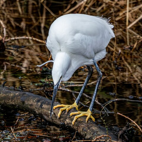 Little Egret-18