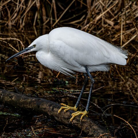 Little Egret-19