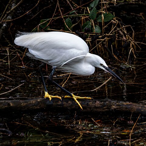 Little Egret-20
