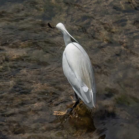 Little Egret-4
