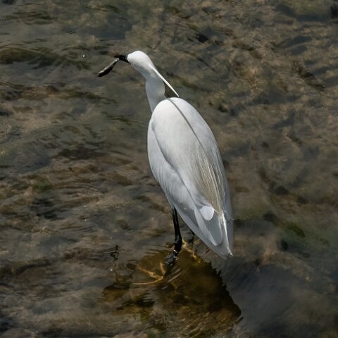 Little Egret-5