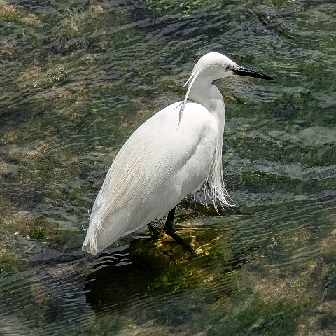 Little Egret-6