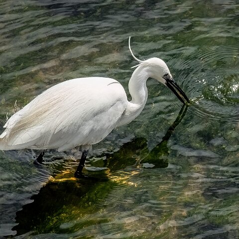 Little Egret-7