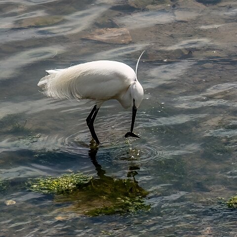 Little Egret-9
