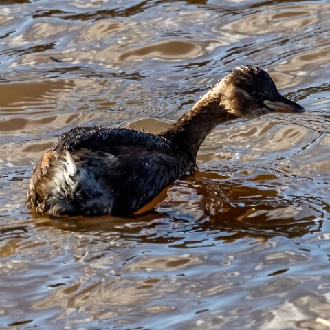 Little-Grebe-13