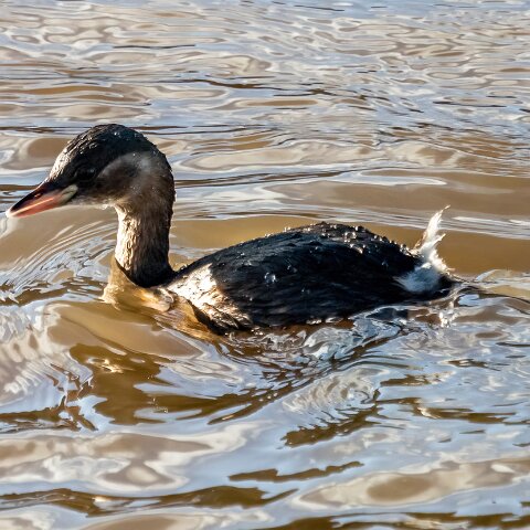Little-Grebe-14