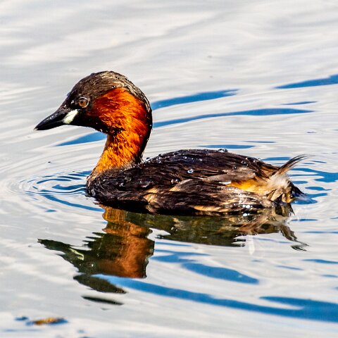 Little-Grebe-2