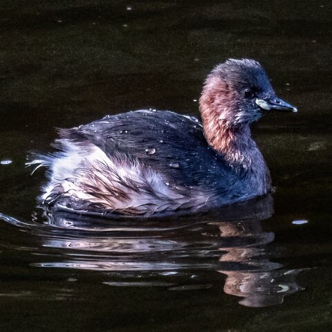 Little-Grebe-20