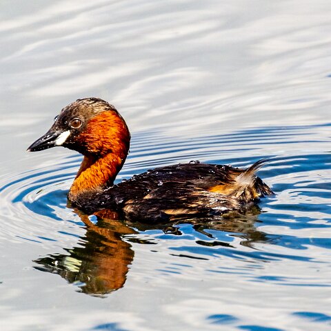 Little-Grebe-4