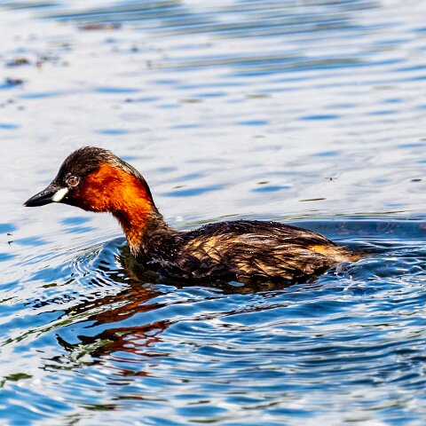 Little-Grebe-6