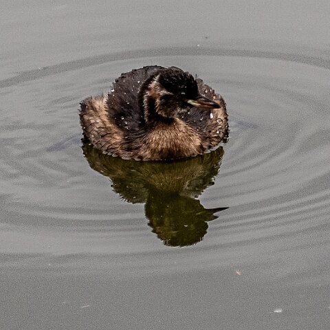 Little-Grebe-8