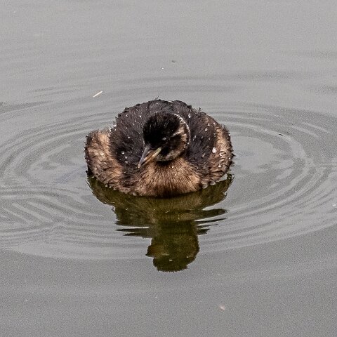 Little-Grebe-9