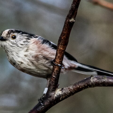 Long-Tail-Tit-1