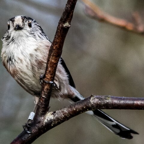 Long-Tail-Tit-2