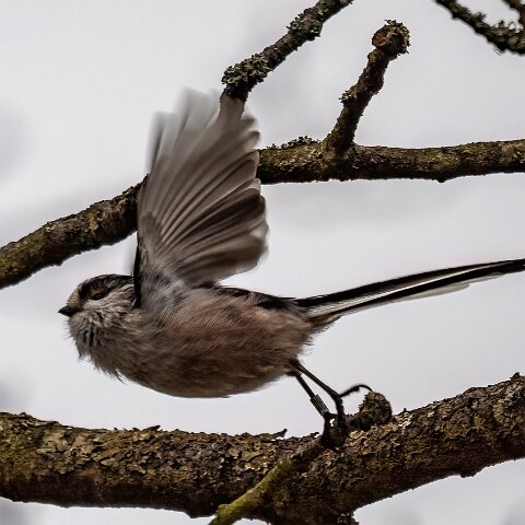 Long-Tail-Tit-3