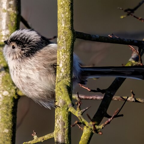 Long-Tail-Tit-4