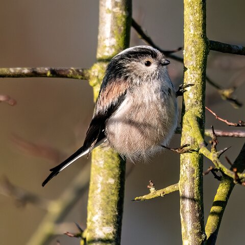 Long-Tail-Tit-5
