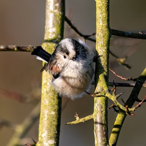 Long-Tail-Tit-6