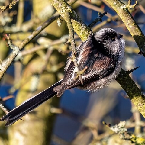 Long-Tail-Tit-7