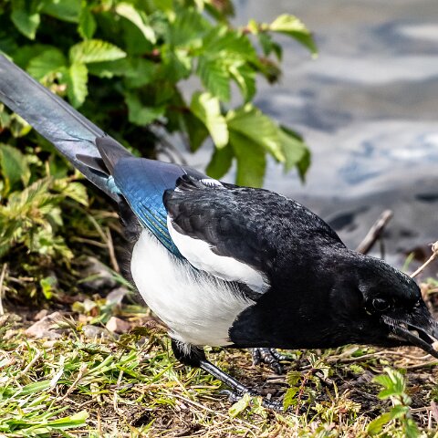 Magpie-10