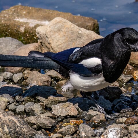 Magpie-19