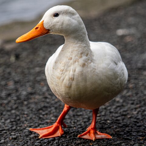 Folderimage
