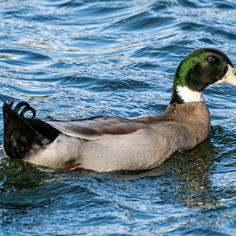 Mallard-Duck-Manky-11