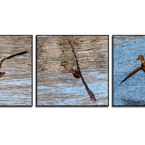 Mallard-Duck-1