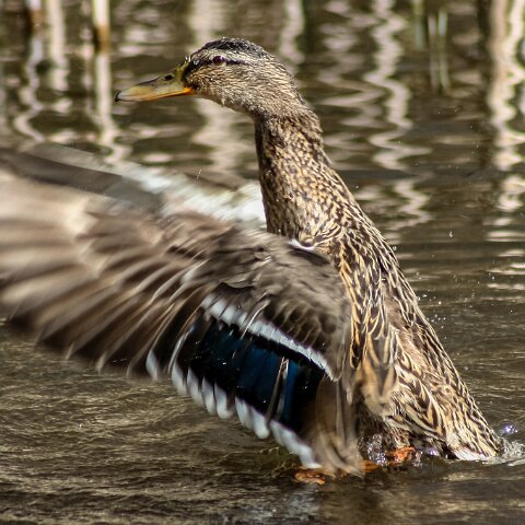 Mallard-Duck-10
