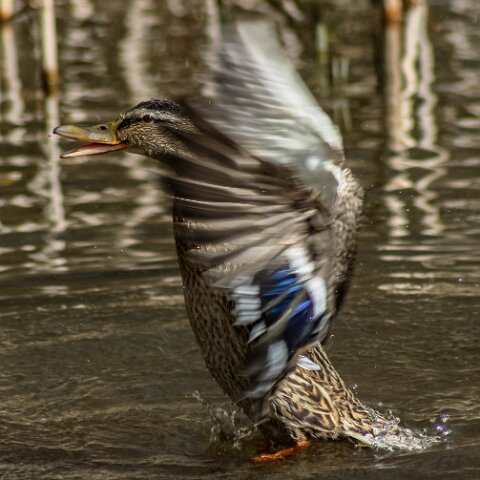 Mallard-Duck-11
