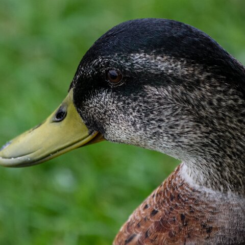 Mallard-Duck-12