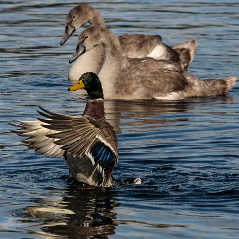 Mallard-Duck-14