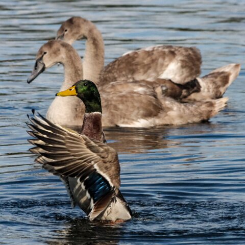 Mallard-Duck-15