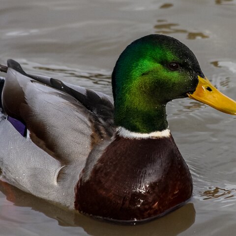 Mallard-Duck-16