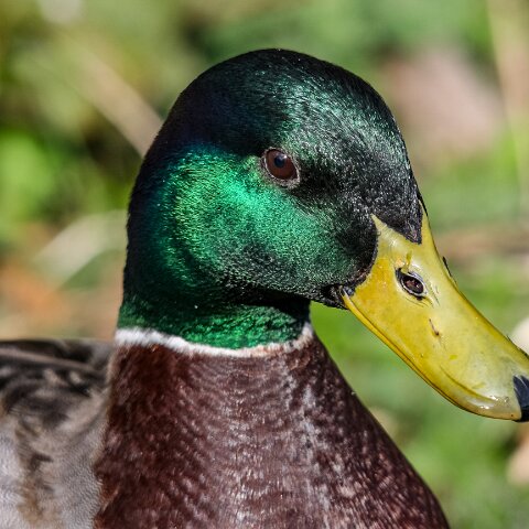 Mallard-Duck-17