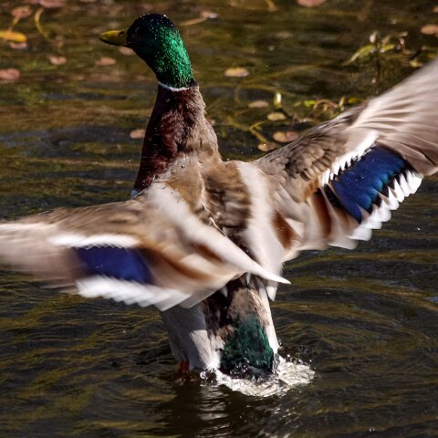 Mallard-Duck-18