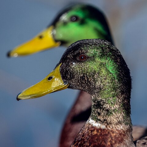 Mallard-Duck-19