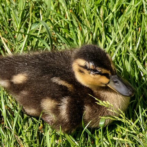 Mallard-Duck-2