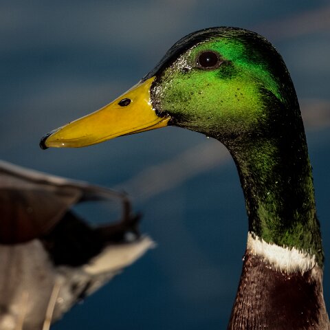 Mallard-Duck-20