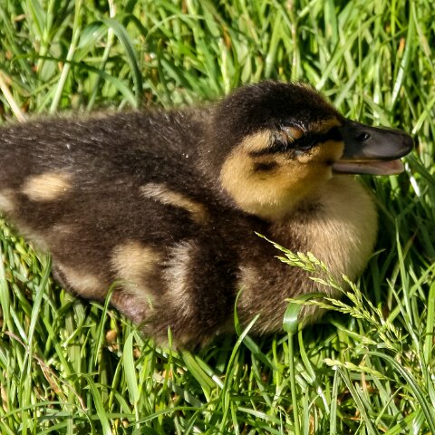 Mallard-Duck-3