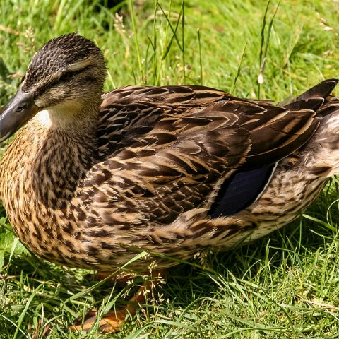Mallard-Duck-4