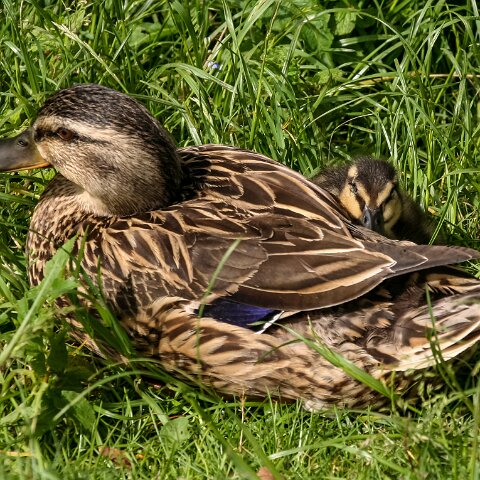 Mallard-Duck-5