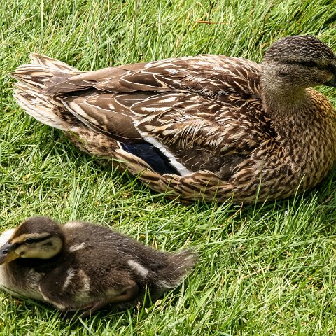Mallard-Duck-6