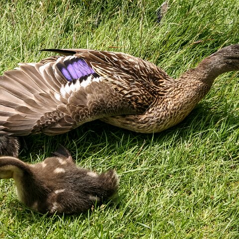 Mallard-Duck-7
