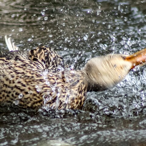 Mallard-Duck-8