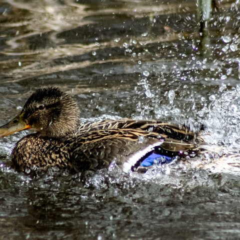 Mallard-Duck-9