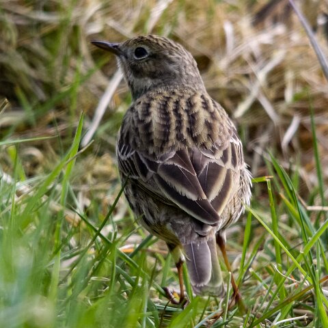Meadow-Pipit-1